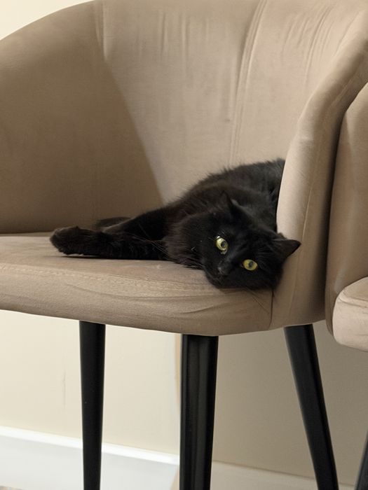 отдаю кошку в добрые руки