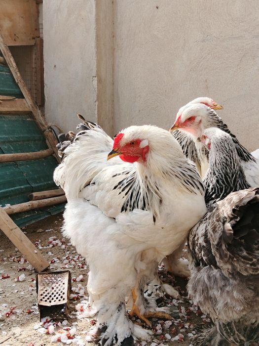 Хуразла сатилади