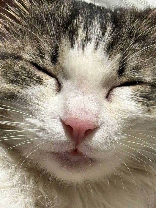 Кошка Лютик бесплатно