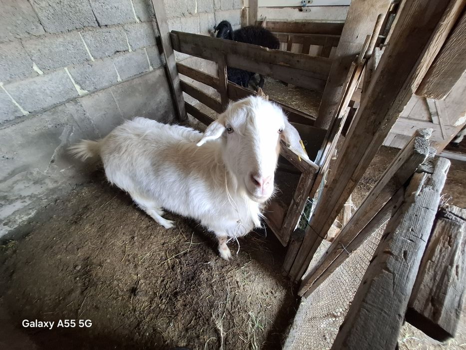 Қозылы қой мен ешкі сатылады