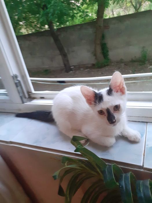 O  pisica, de 1 an, si un motanel de 2 luni!