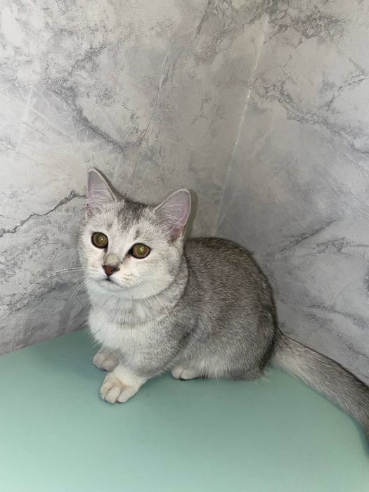 Badiiy filmlardan seks videolar