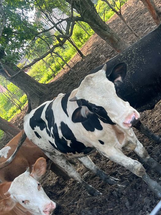 4 vitele , 2 bălțată si 2 angus