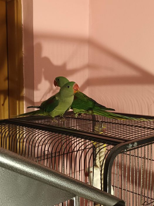 Caută altă casă!!