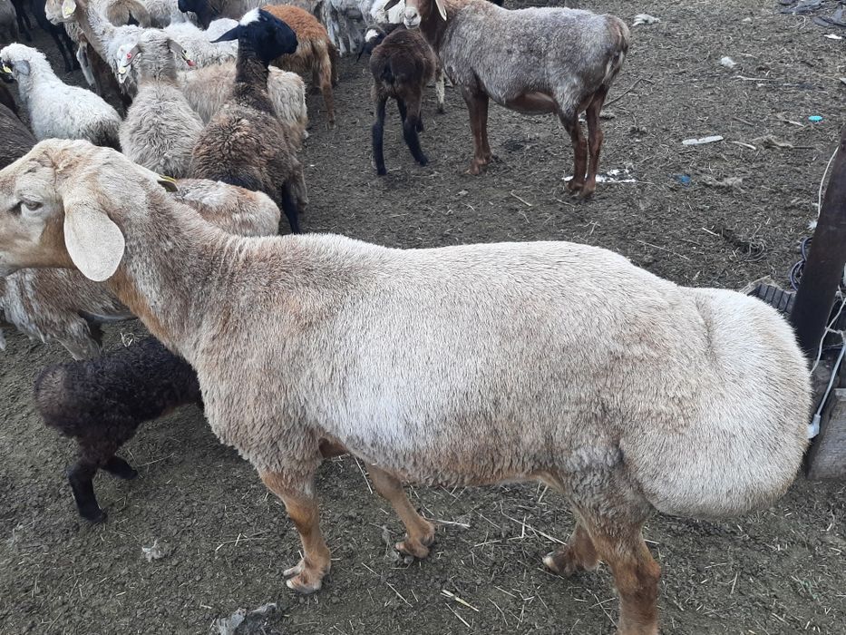 Продаётся хорошии кошкар