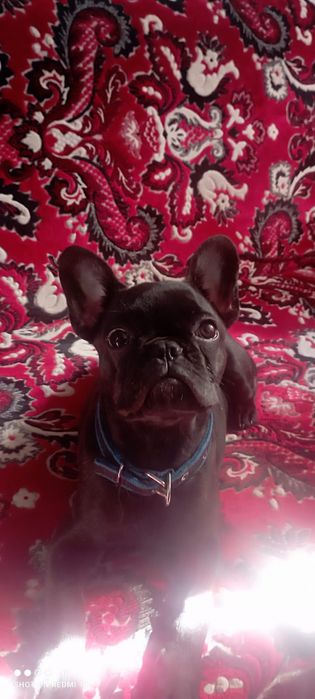 Продам французского бульдога