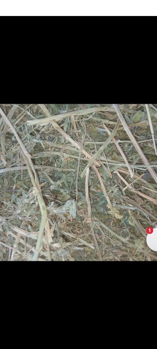 Baloți  mici dreptunghiulari de lucerna