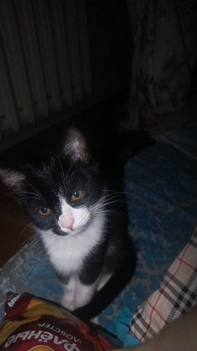 Черно белый котёнок ищет добрые руки