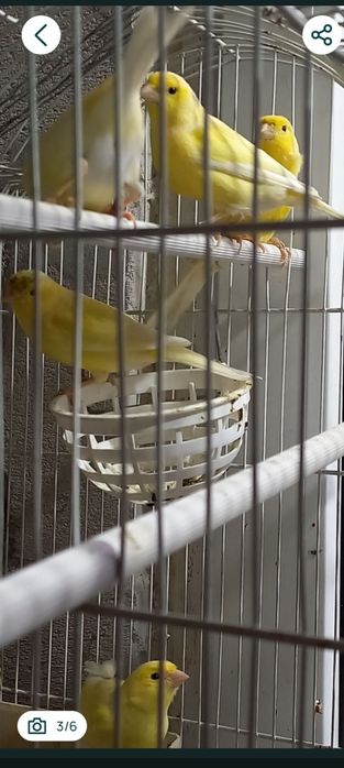 Canari ciapleri tineri