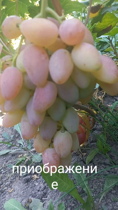 Продам черенки и саженцы винограда