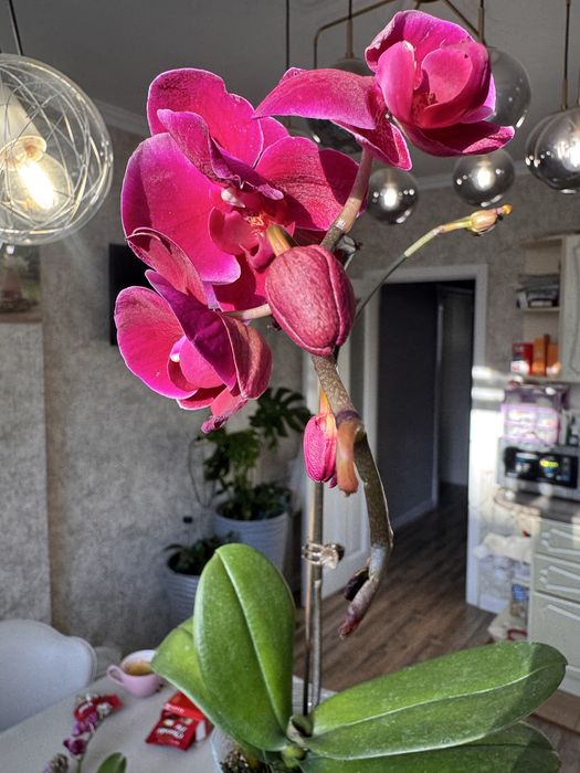 Орхидея 12 сортов цветущие