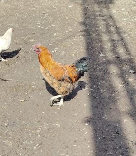 Продам годовалых петушков