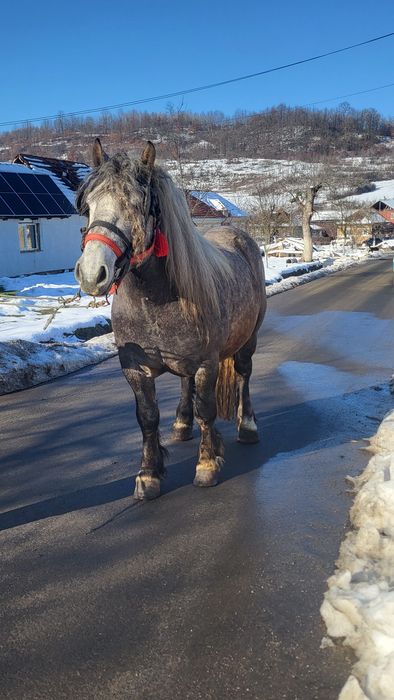 Vând armăsar 3 ani