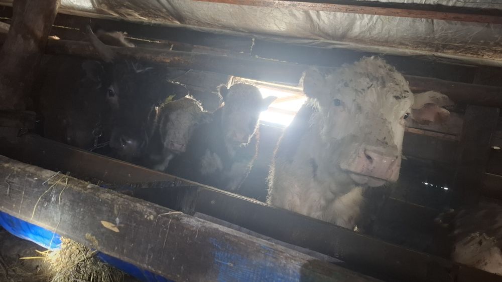 Продам бычков 1.5-2г