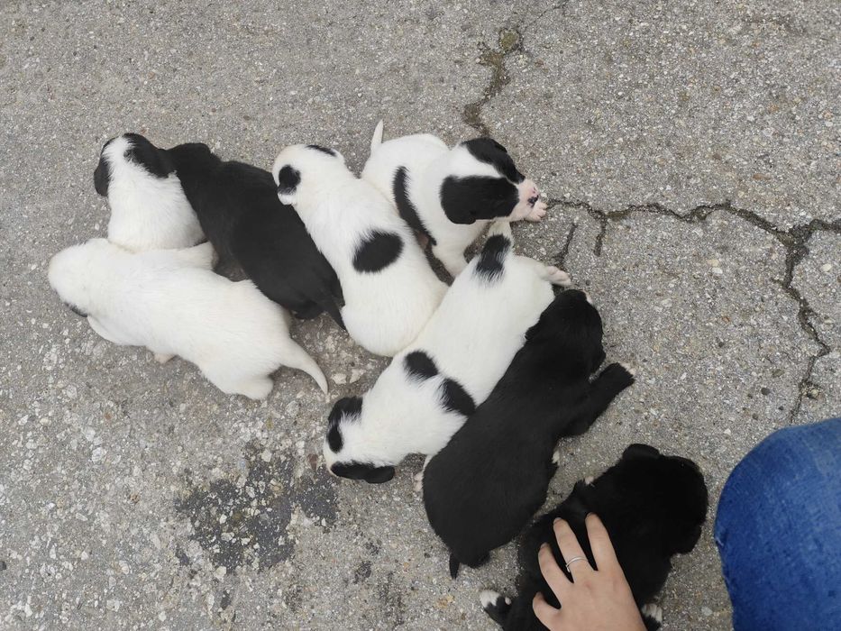 Подарявам кученца