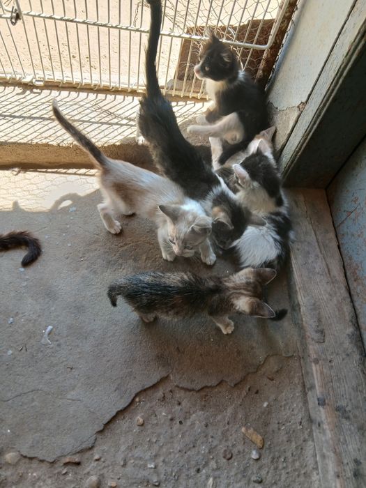 Pisicuțe pentru adopție.