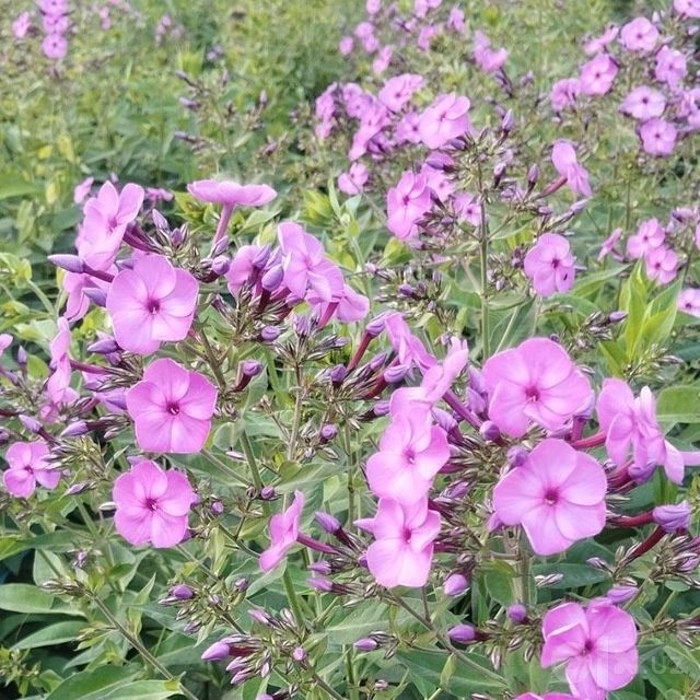 Floks gul kochatlari