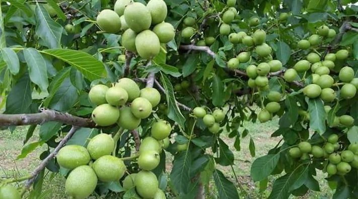 YONGʻOQ Kuchatlari sotiladi 6 xil  xosilga kirgan oq magʻiz sortlar