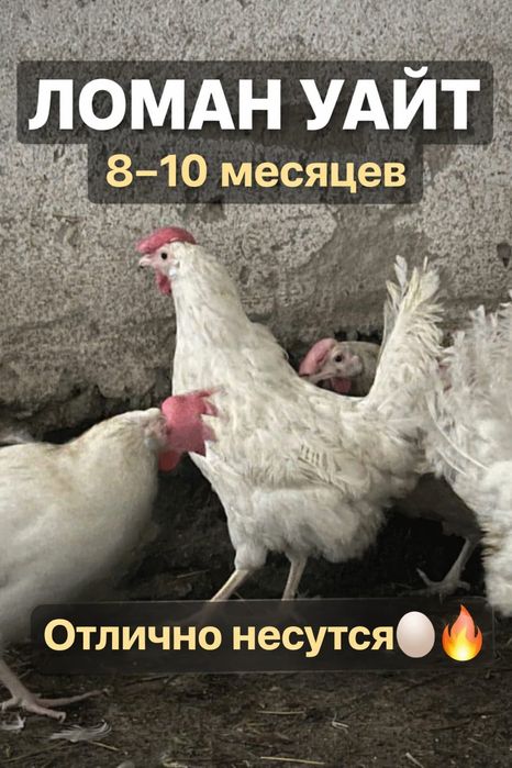 Куры несушки Ломан Уайт