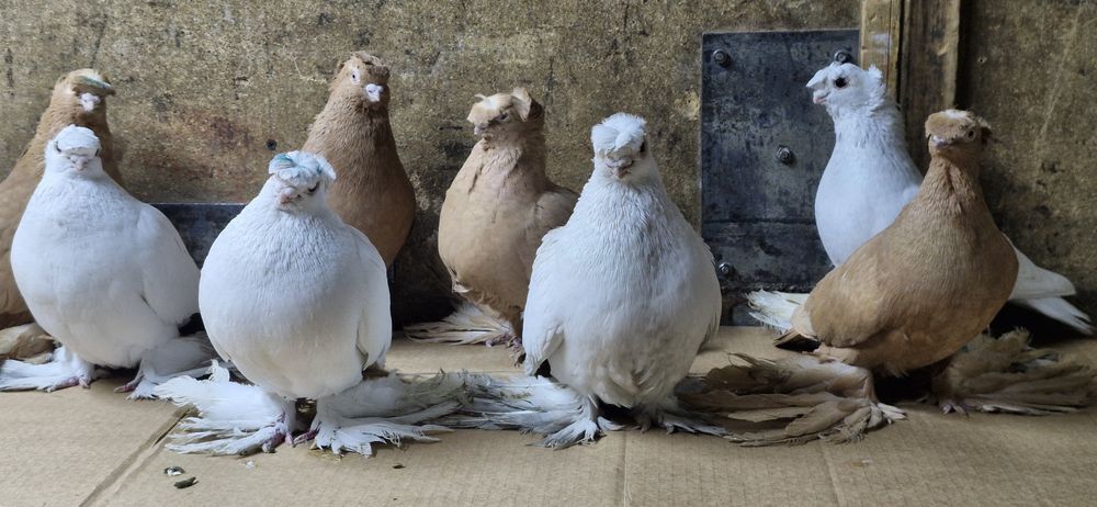 Продам голубей...
