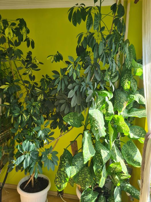 Големи стайни растения - Шефлера и Дифенбахия