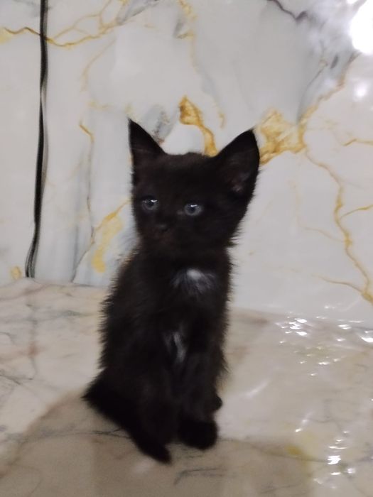 Котята британские