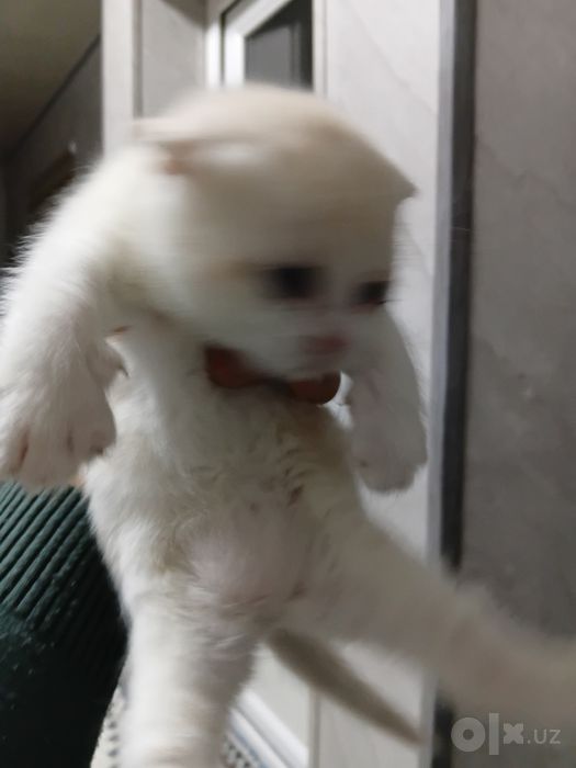 Котенок scotish fold