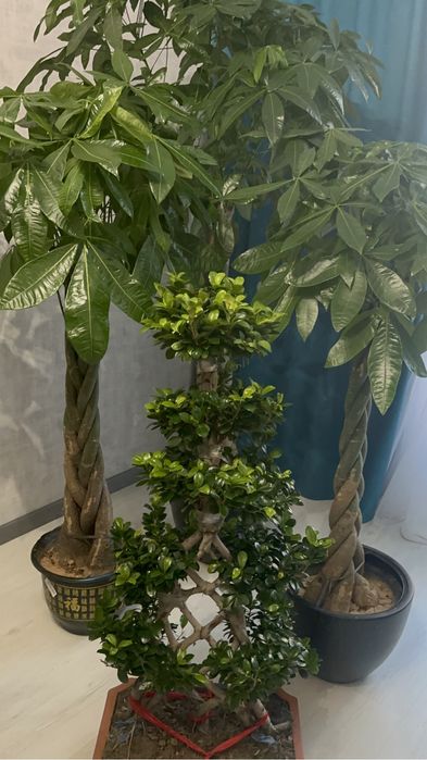 Дерево Бонсай 145 см