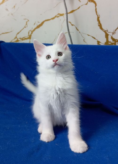 Мейн Кун котята, питомник