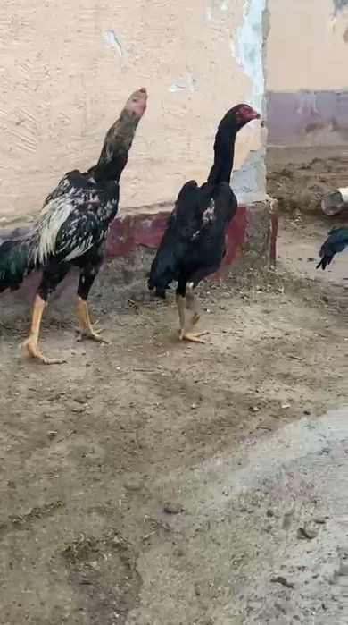 О шамо немка тазасы сатылады