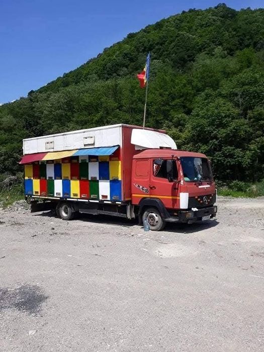 Camion apicol stupii