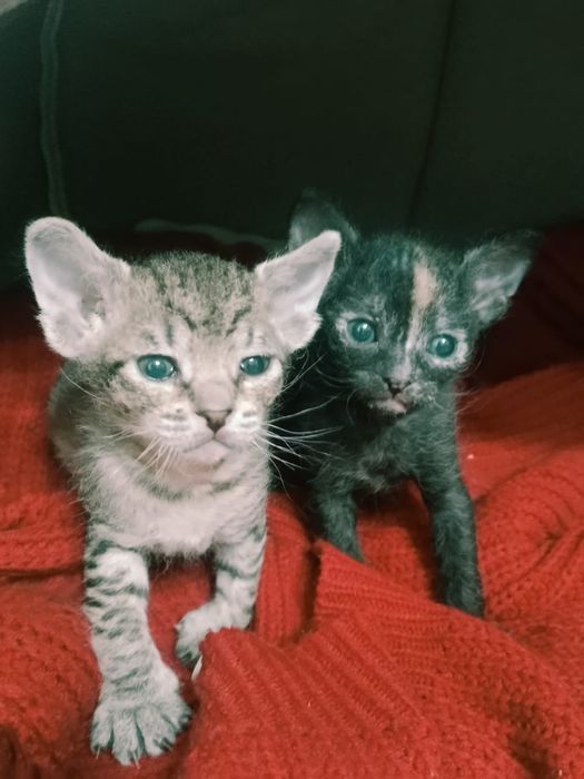 Бронирование котят