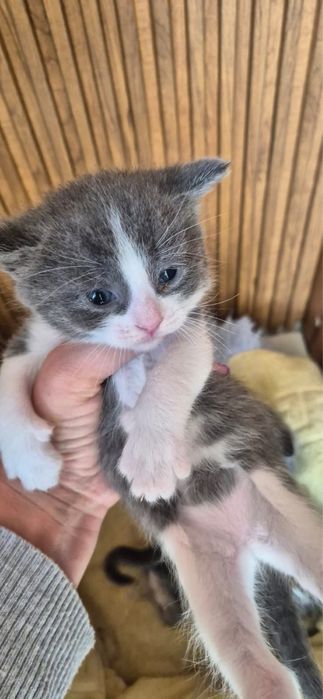 Отдам котят в добрые руки