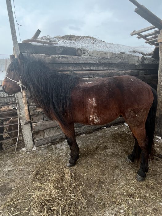 Жеребец , 6 лет , баянауылская парода