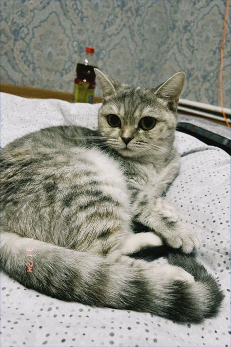 Британский үйге арналған мысық