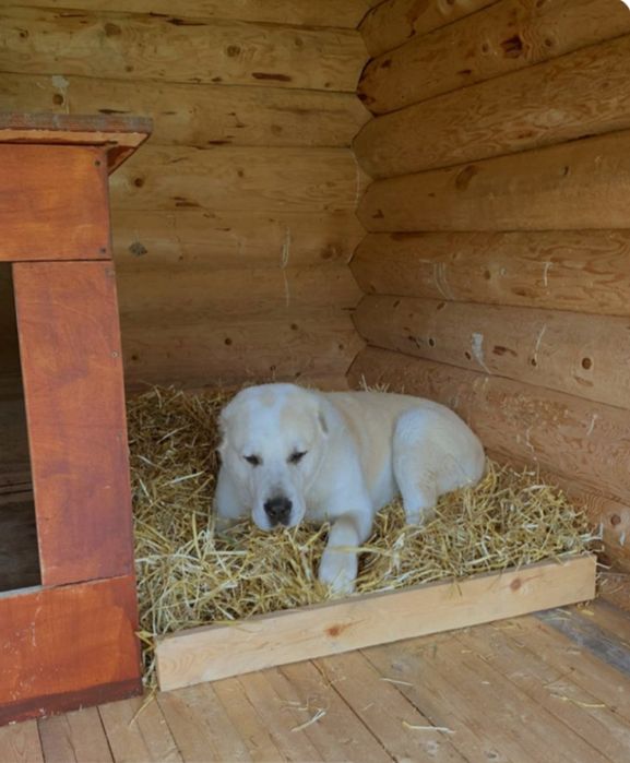 Солома для собак, подстилка, в городе