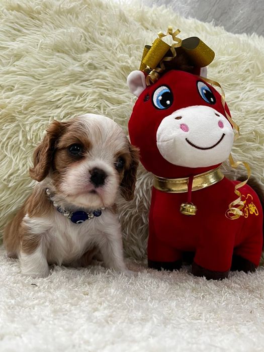 Щенки ковалер кинг чарльз