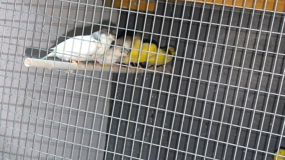 Канарчета  орфей мъжки и женски