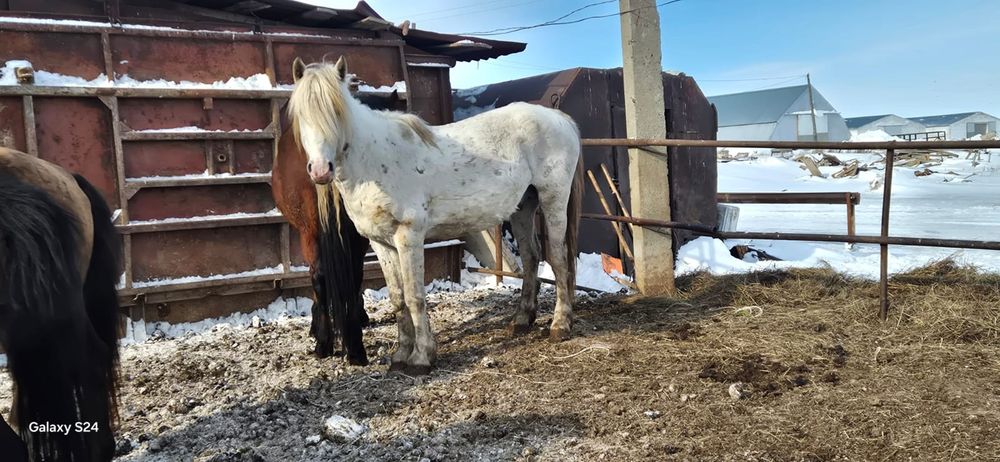 Продаются жеребцы