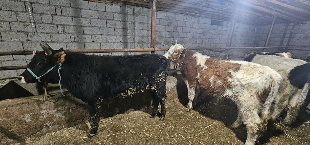 Өгіз сатылады  1жастан аскан