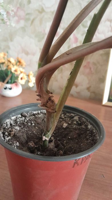 Сингониум зеленый