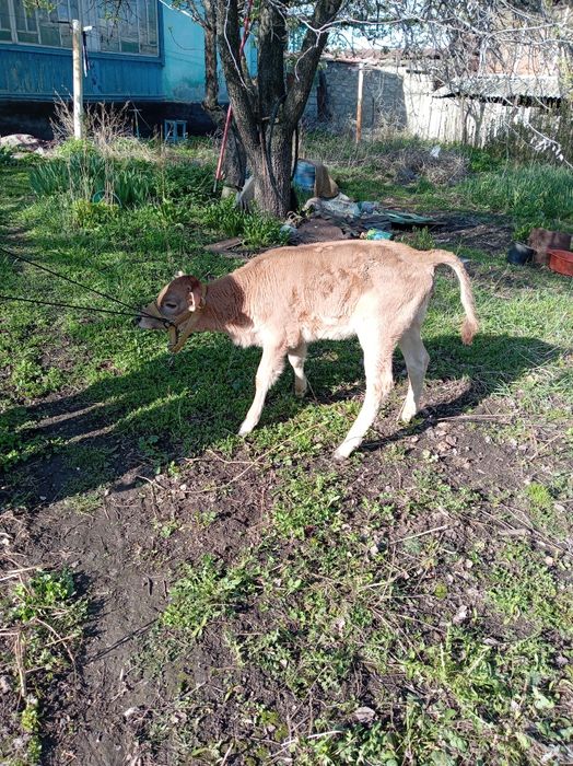 Продам скотину, коза с ягнятами