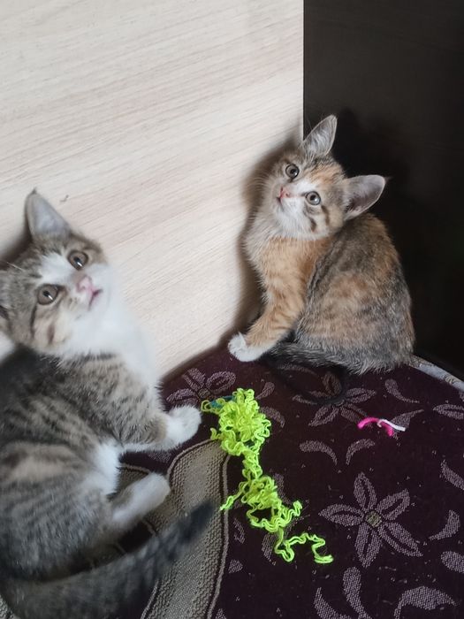 Отдам котят в хорошие руки