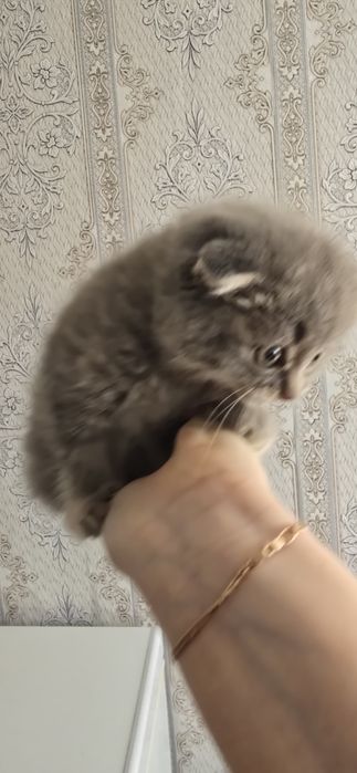 Продам котят шотландский веслоухих