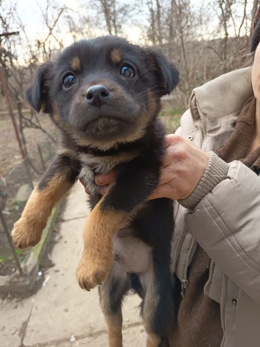 Câței gratis 3 luni