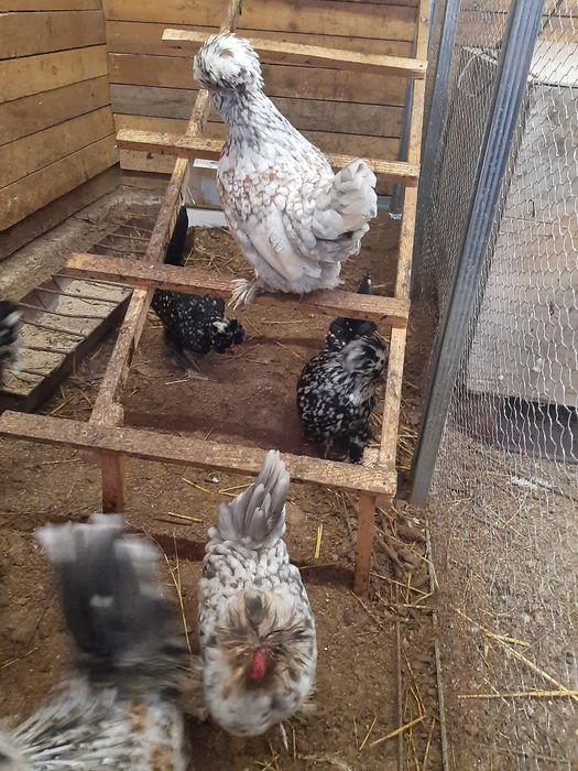 Струмски бантам!