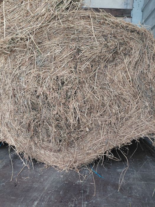 Baloti lucerna coasa 4