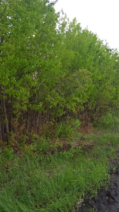 Липа ясень дуб