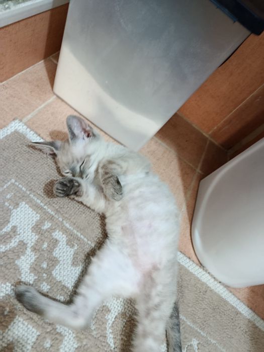Котенок Донской Сфинкс браш