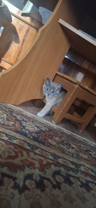 Отдам котёнка в добрые руки.